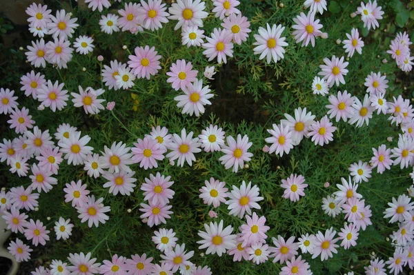 Vackra Sommarblommor Flora Och Botanik — Stockfoto