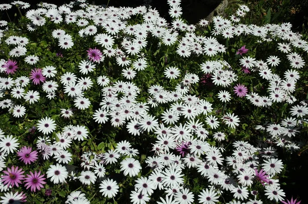 Beautiful Summer Flowers Flora Botany — Stock Photo, Image