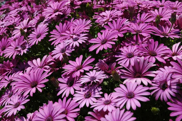 美しい夏の花や植物 — ストック写真