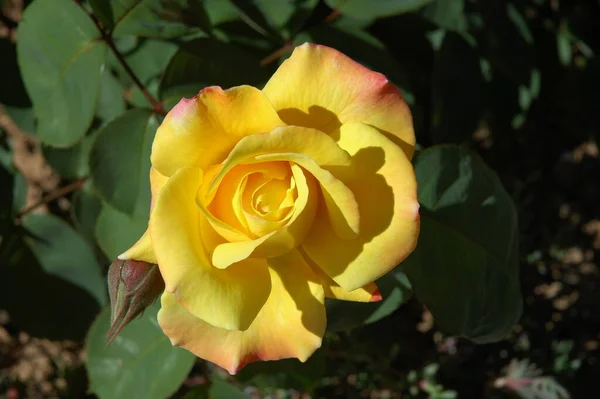 Rose Flower Petals Flora Beauty — Stock Photo, Image