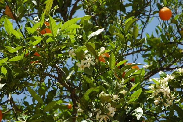 Orange Blossoms Tree Flora — Stock Photo, Image