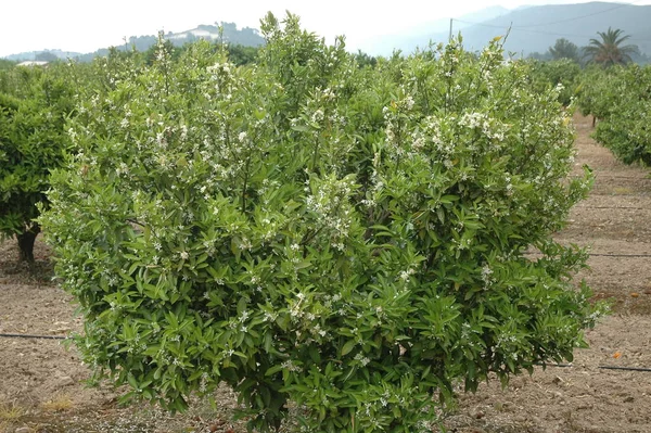 orange blossoms tree, flora