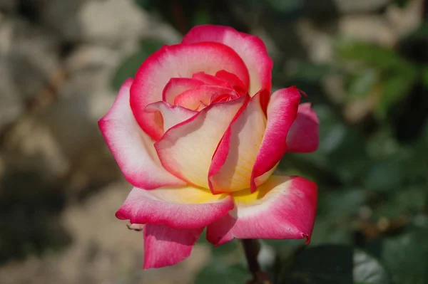 Růže Okvětní Lístky Flóra Krásy — Stock fotografie