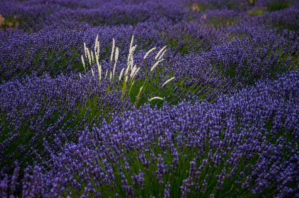 Flores Roxas Aromáticas Lavanda Violeta — Fotografia de Stock