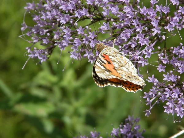 Primo Piano Farfalla Esotica Concetto Natura Selvaggia — Foto Stock