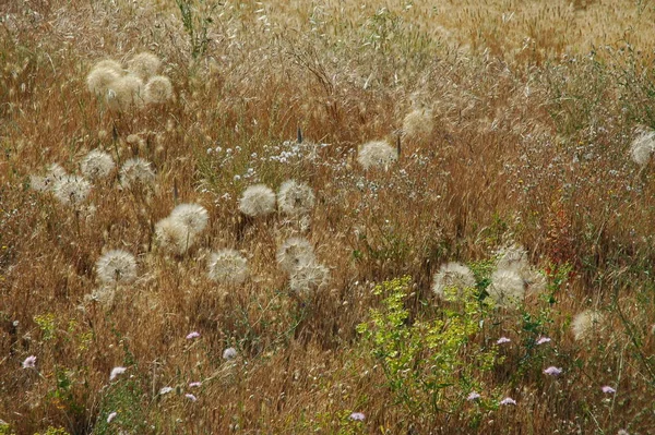 Bunte Blumen Die Freien Wachsen — Stockfoto