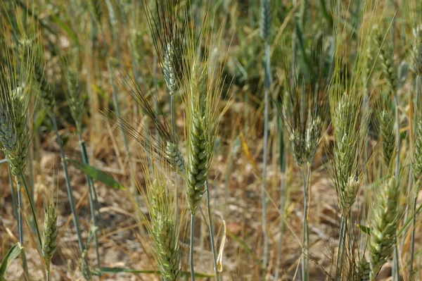 Vista Del Campo Grano Concetto Agricoltura — Foto Stock