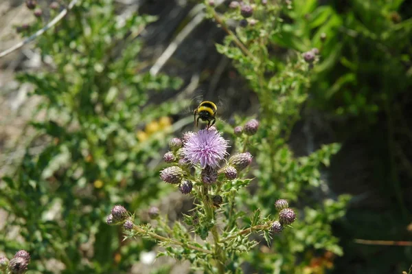 Kamomill Blommor Kronblad Homeopati Flora — Stockfoto