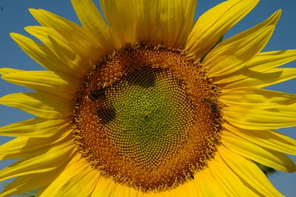 Žluté Okvětní Lístky Slunečnice Polní Flóry Rostliny — Stock fotografie