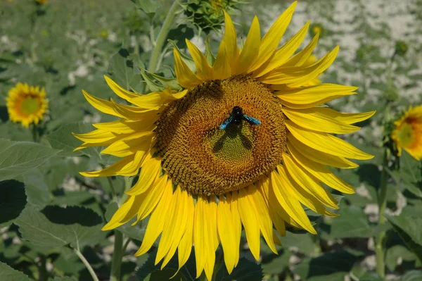 Yellow Petals Sunflower Field Flora Plant — Stock Photo, Image