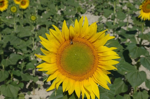 Żółte Płatki Słonecznika Flory Polowej Roślin — Zdjęcie stockowe