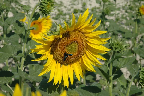Żółte Płatki Słonecznika Flory Polowej Roślin — Zdjęcie stockowe