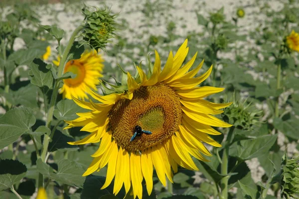 Yellow Petals Sunflower Field Flora Plant — Stock Photo, Image