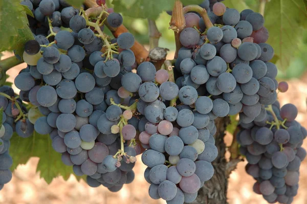 Uvas Vinha — Fotografia de Stock