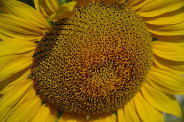 Žluté Okvětní Lístky Slunečnice Polní Flóry Rostliny — Stock fotografie