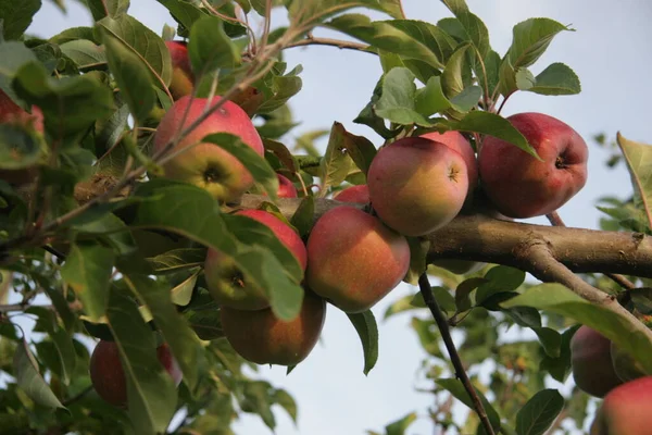 Jabłoń Rośliny Przyrodnicze Flora Liściasta — Zdjęcie stockowe