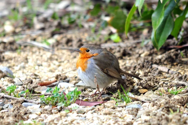 Malebný Pohled Krásné Robin Pták Přírodě — Stock fotografie