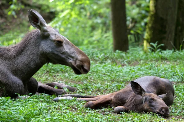 Divoká Zvěř Jelení Kopyta — Stock fotografie