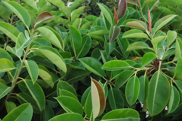 Rubber Fig Rubber Tree Plants — Stock Photo, Image