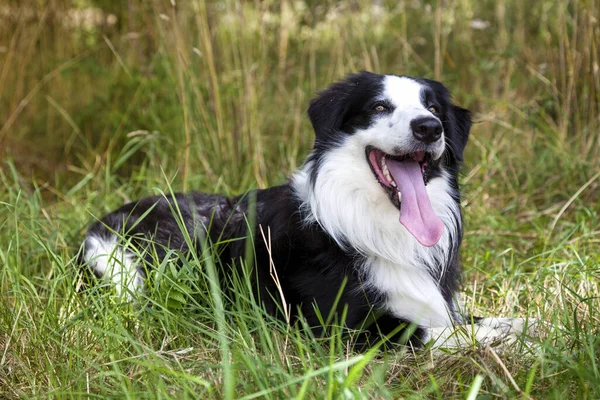 Frontière Collie Dans Vert — Photo