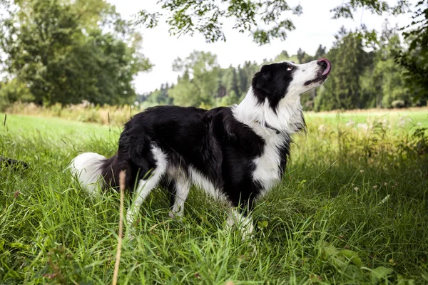 Border Collie Freien — Stockfoto