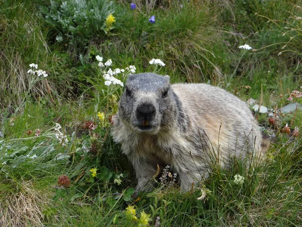 Marmota Marmota Roedor — Fotografia de Stock