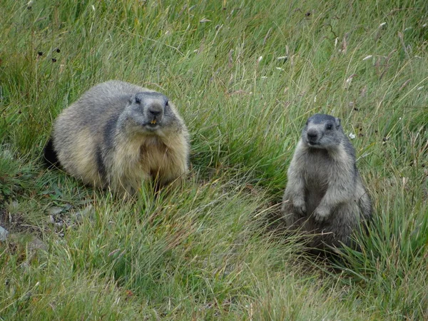 Marmotte Marmotte Rongeur — Photo