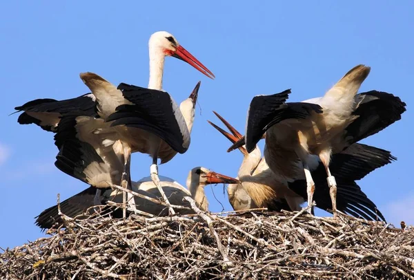 Jungstörche Beim Füttern — Stockfoto