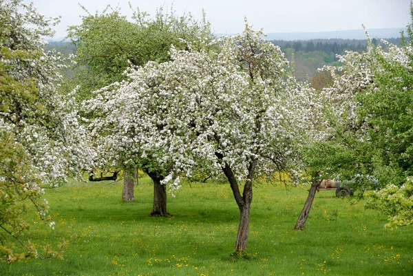 Цветение Деревьев Весенние Цветы Ветвях Деревьев — стоковое фото