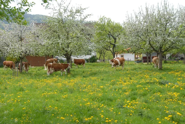 Vacas Leiteiras Primavera — Fotografia de Stock