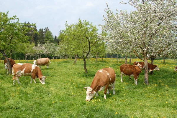 Baharda Süt Inekleri — Stok fotoğraf