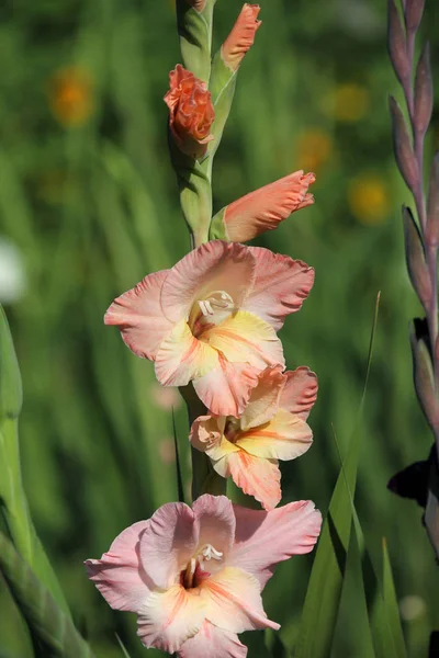Květy Květů Gladiolu — Stock fotografie