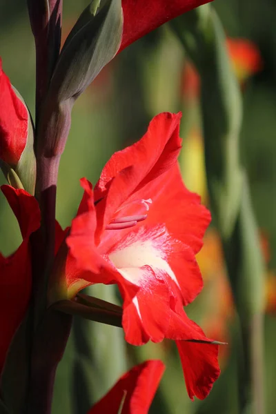 Gladiolus Virágok Flóra Lombozat — Stock Fotó