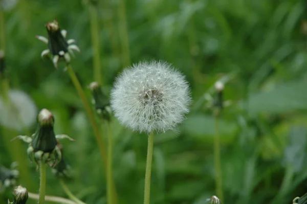 Vackra Blommor Blommigt Koncept Bakgrund — Stockfoto