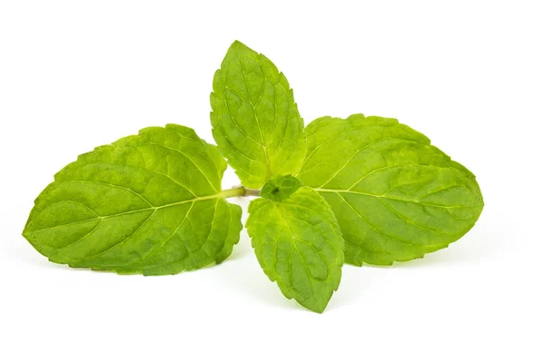 Daun Mint Terisolasi Latar Belakang Putih — Stok Foto