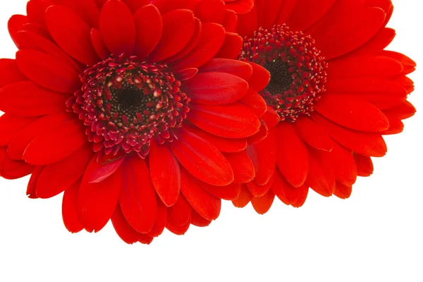Красиві Квіти Гербери Фоні — стокове фото