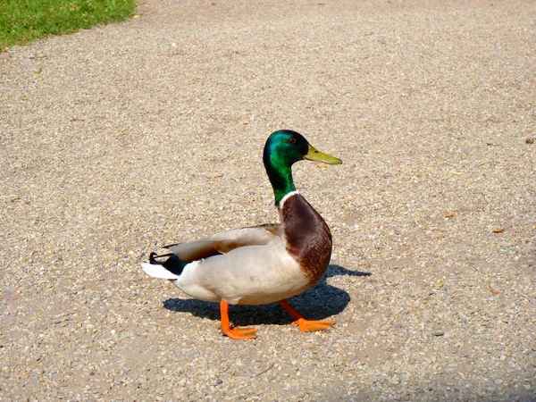 Schilderachtig Uitzicht Prachtige Vogel Natuur — Stockfoto