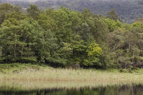 Meer Bij Het Bovenste Meer Van Het Nationale Park Killarney — Stockfoto