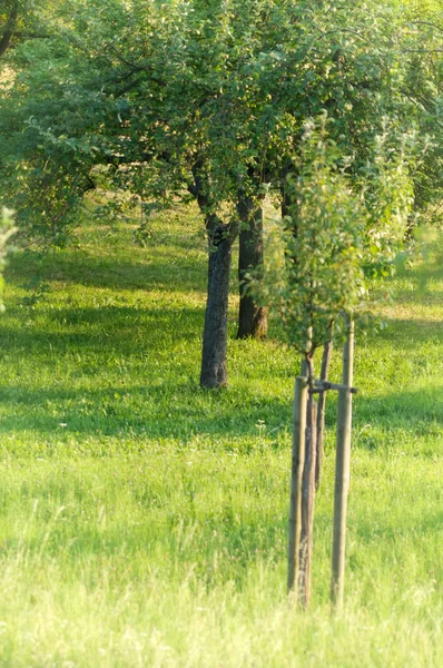 Abend Apfelgarten — Stockfoto