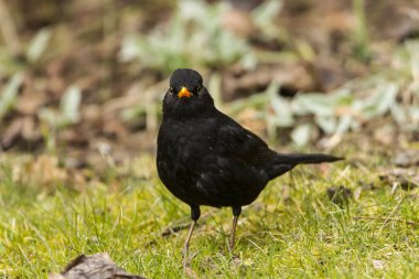 blackbird songbird, ornithology and fauna clipart