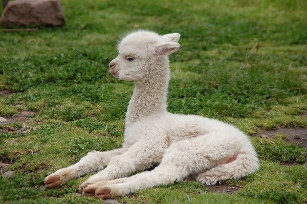 Lustigt Alpacadjur Vilda Däggdjur — Stockfoto