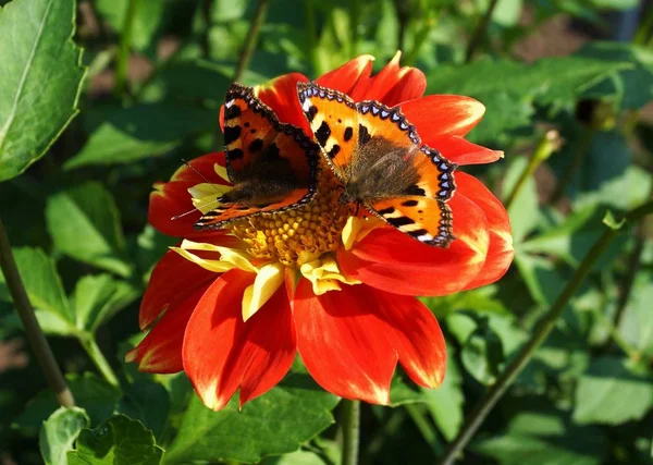 Красиві Метелики Червоній Квітці — стокове фото