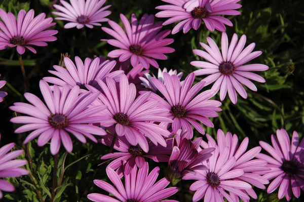 Schöne Sommerblumen Flora Und Botanik — Stockfoto