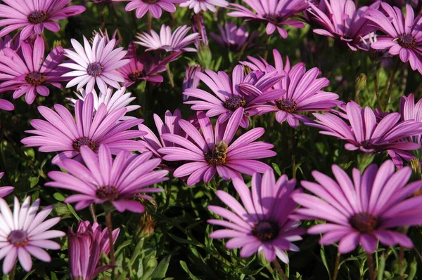 Vackra Sommarblommor Flora Och Botanik — Stockfoto