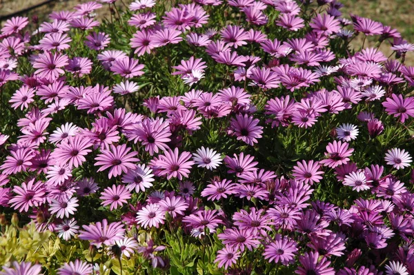 Hermosas Flores Verano Flora Botánica — Foto de Stock
