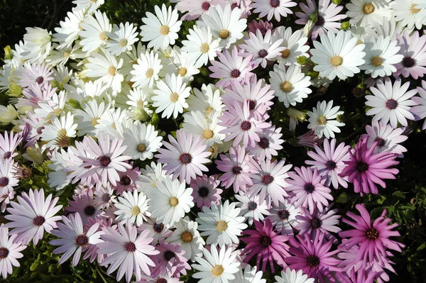 Hermosas Flores Verano Flora Botánica — Foto de Stock