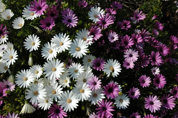 Vackra Sommarblommor Flora Och Botanik — Stockfoto