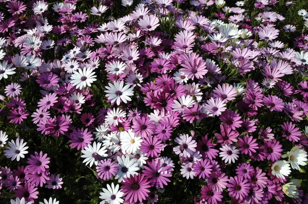Hermosas Flores Verano Flora Botánica —  Fotos de Stock