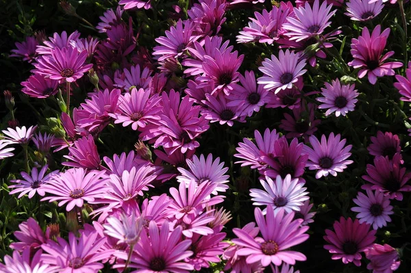 Margarita Flowers Wild Filed Flora — Stock Photo, Image