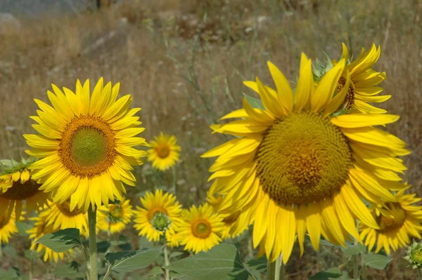 Tournesols Vue Rapprochée — Photo